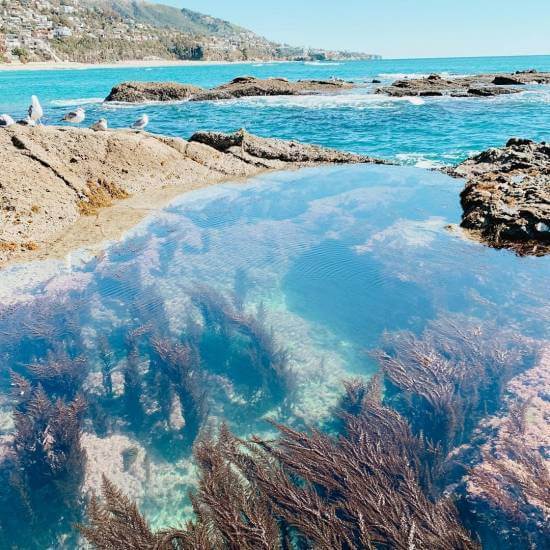 Laguna Beach Tide Pools Information Laguna Beach Tide Pools Information